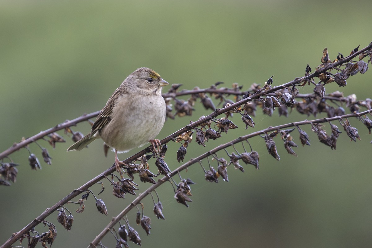 Golden-crowned Sparrow - ML40755881