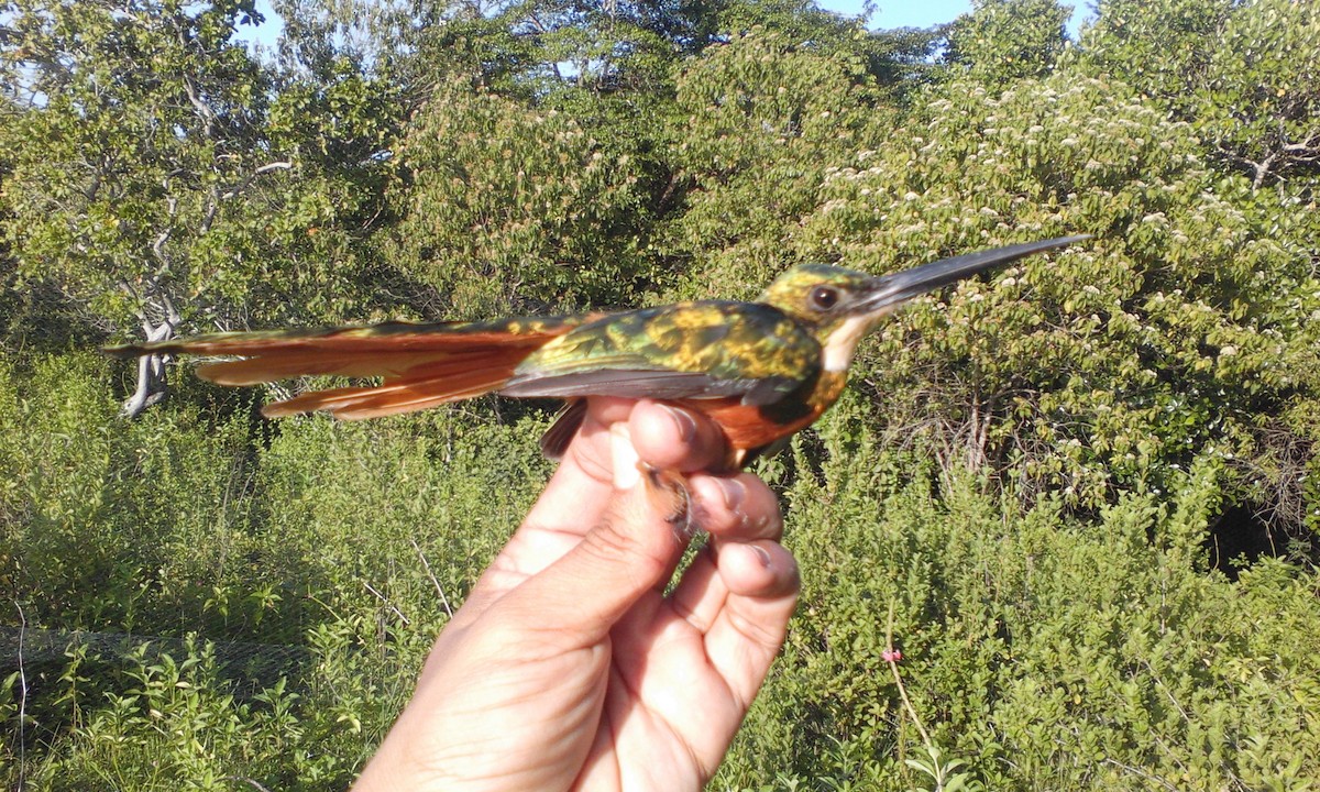 Rufous-tailed Jacamar - Luis Mieres Bastidas