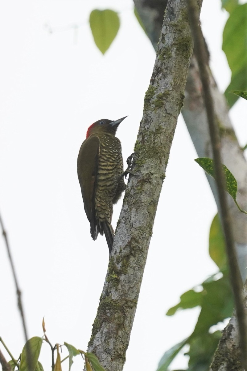 Rufous-winged Woodpecker - ML407559751