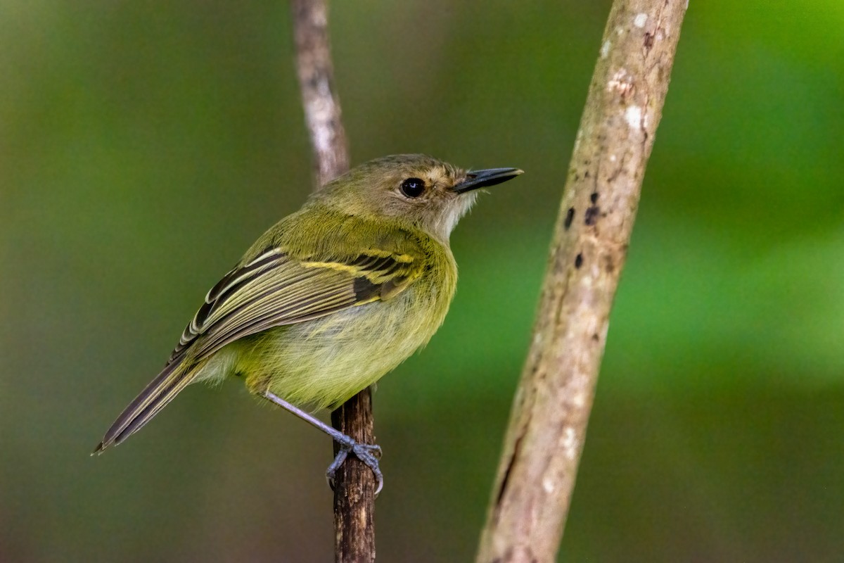 Smoky-fronted Tody-Flycatcher - ML407563681