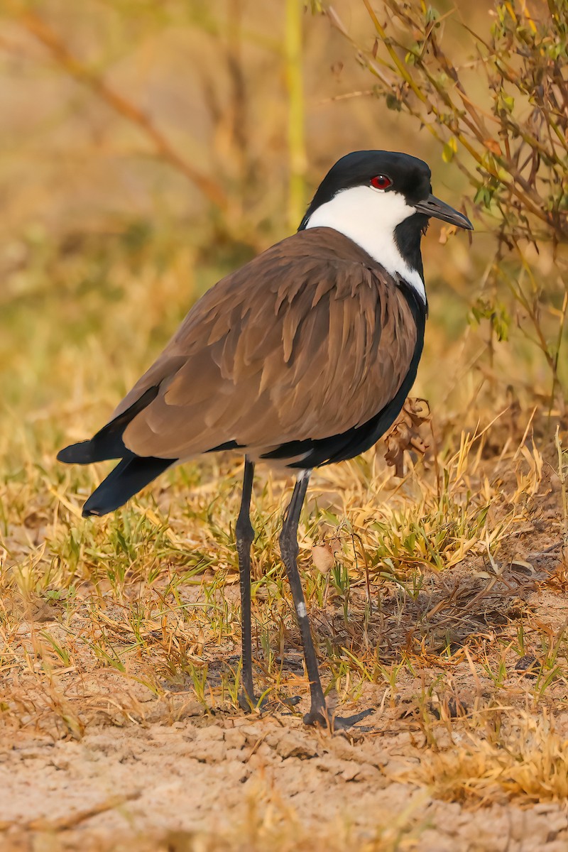 Spur-winged Lapwing - ML407567841