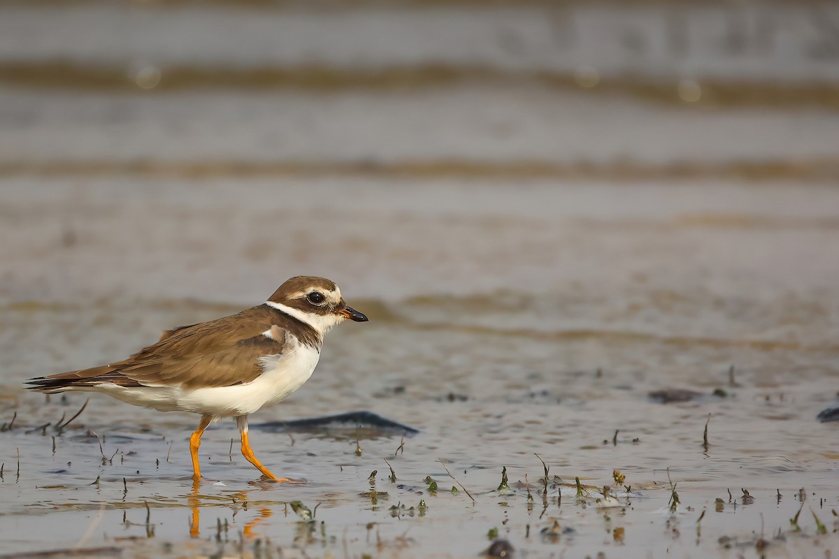Common Ringed Plover - ML407568181