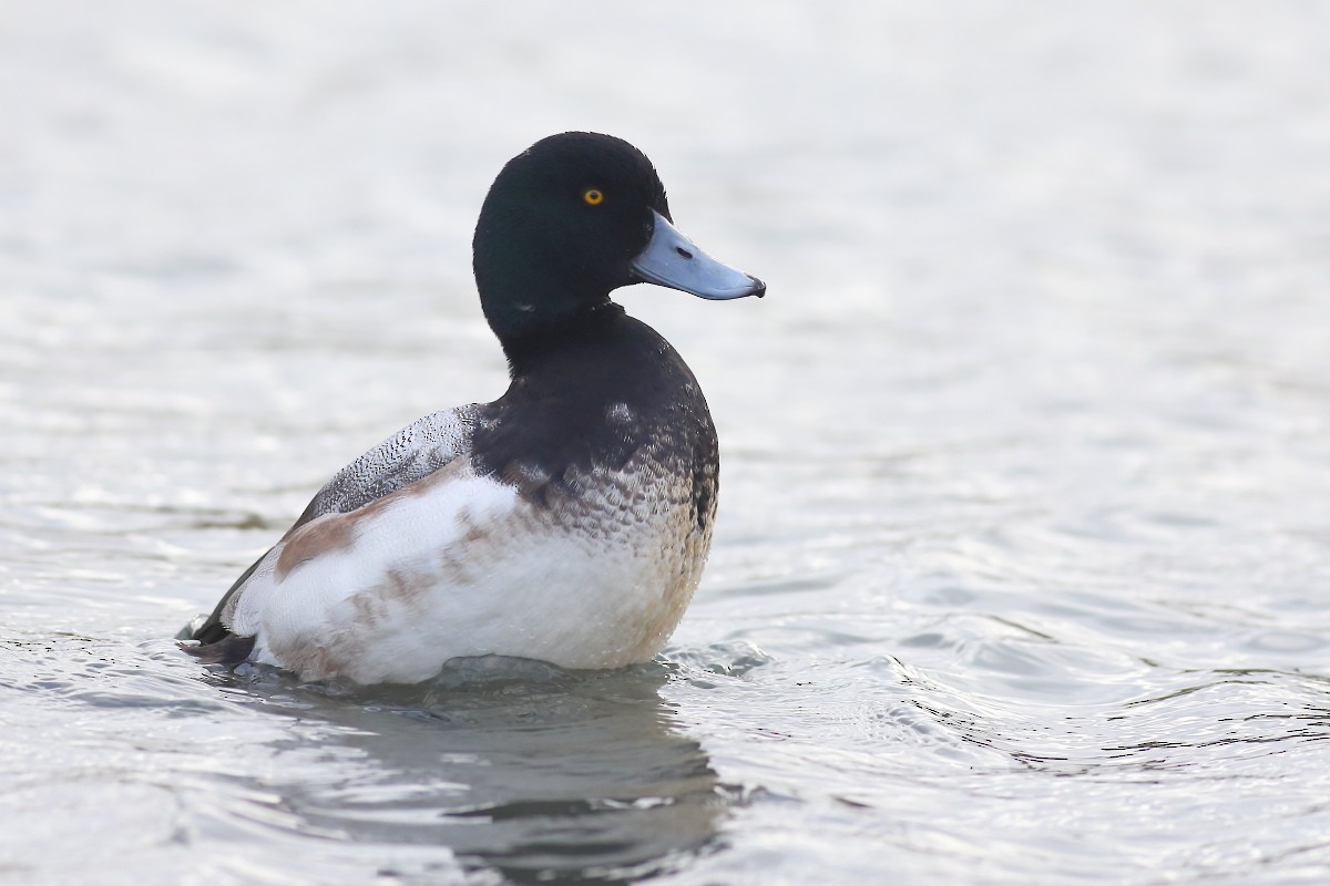 Greater Scaup - ML407569161