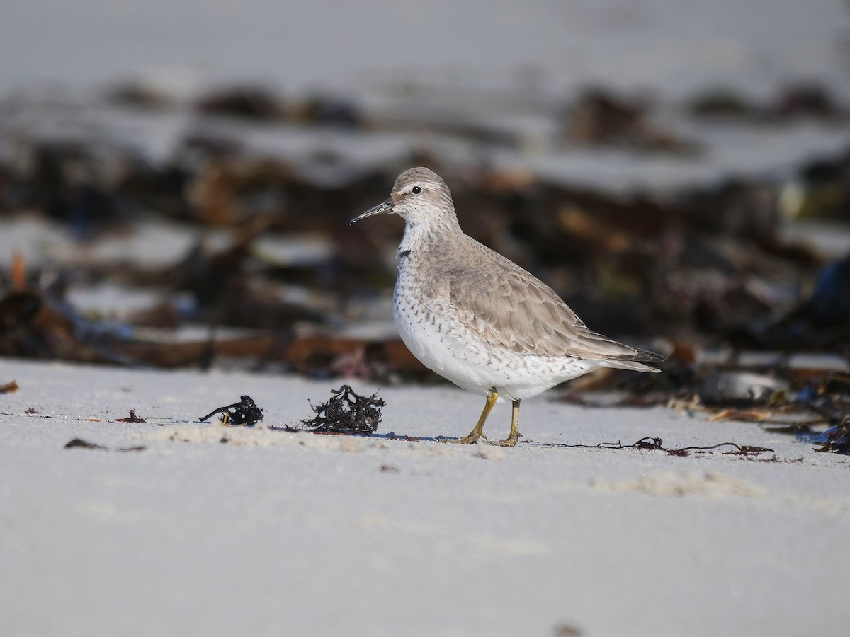 Red Knot - ML407575451