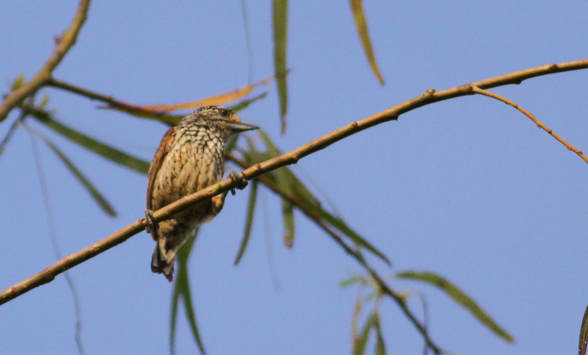 White-wedged Piculet - ML40757961