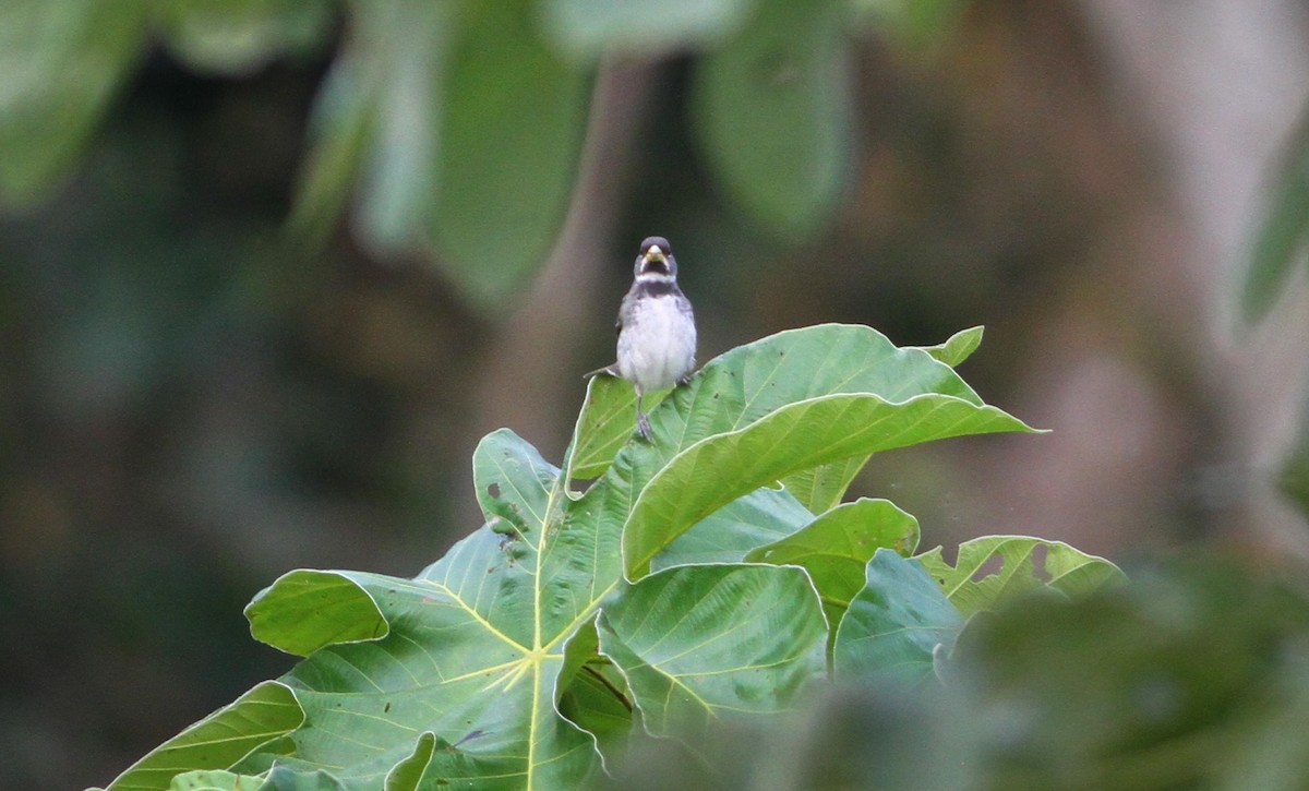 Double-collared Seedeater - ML40758051