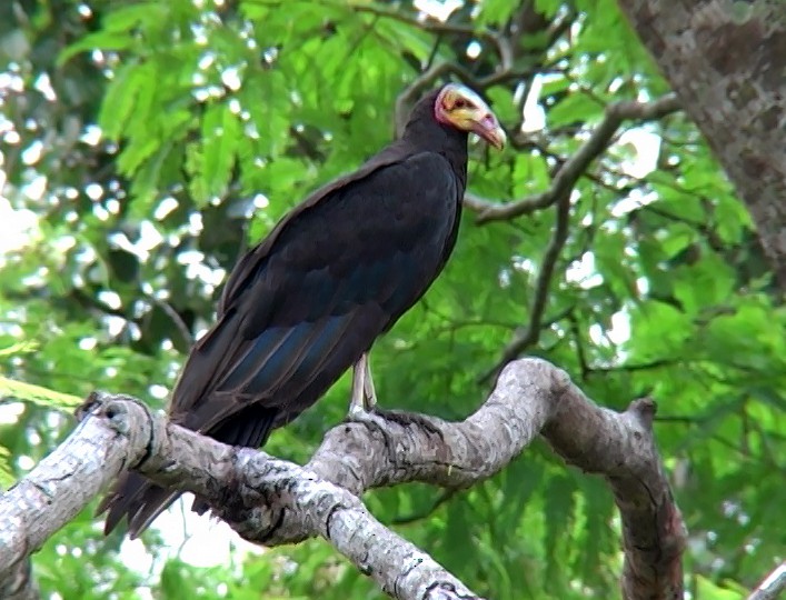 Lesser Yellow-headed Vulture - ML407580521