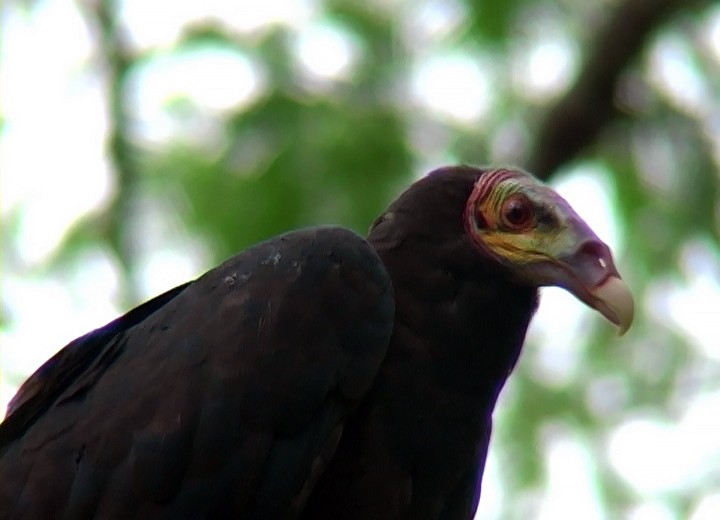 Lesser Yellow-headed Vulture - ML407580561