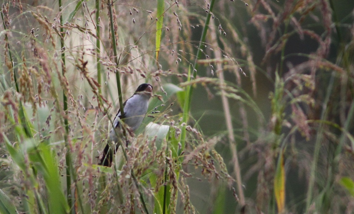 White-bellied Seedeater - ML40758081