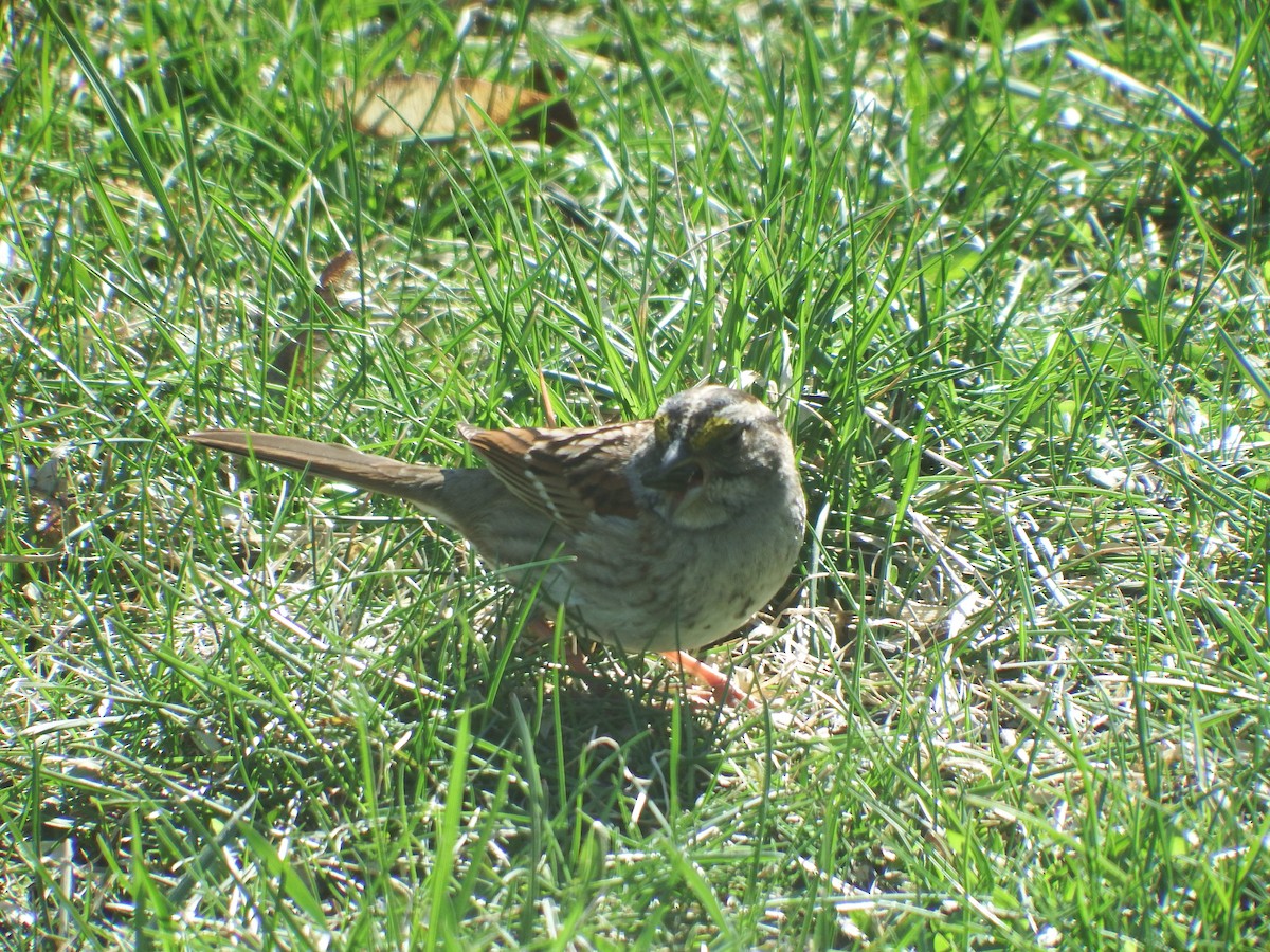 White-throated Sparrow - Ethan Borland
