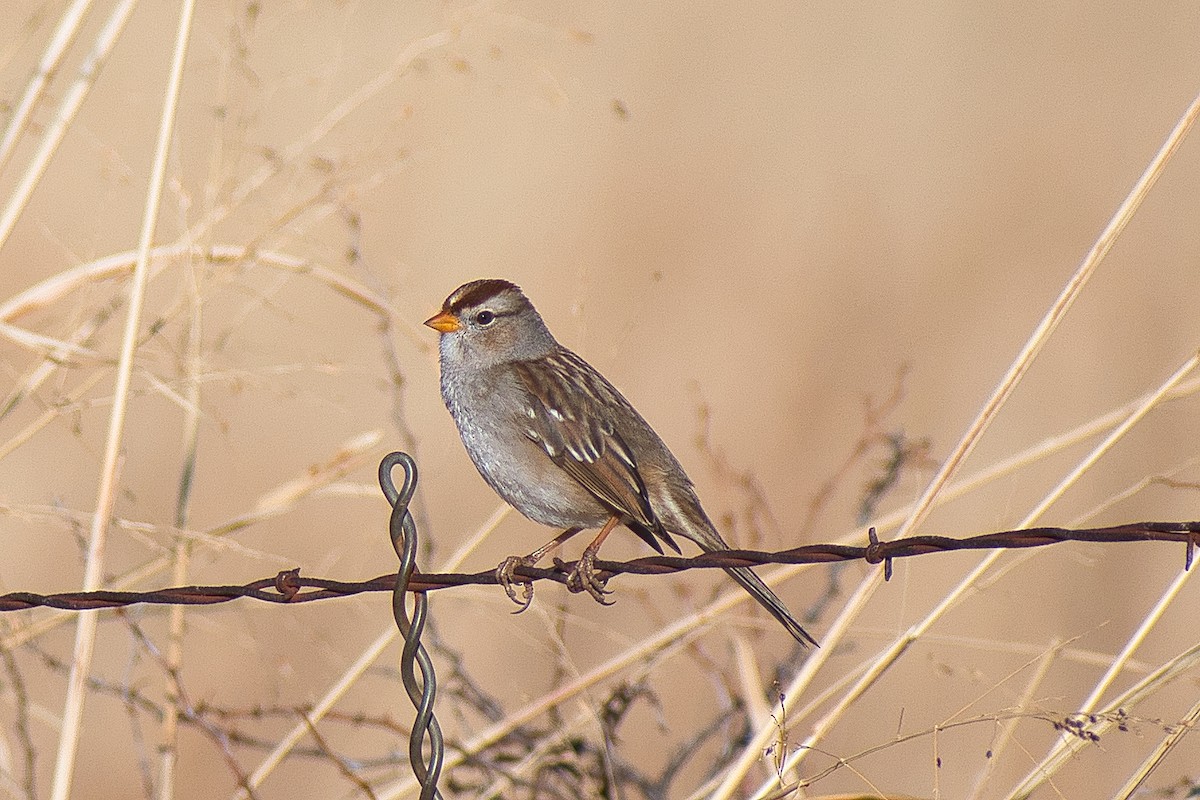 White-crowned Sparrow - ML407593441