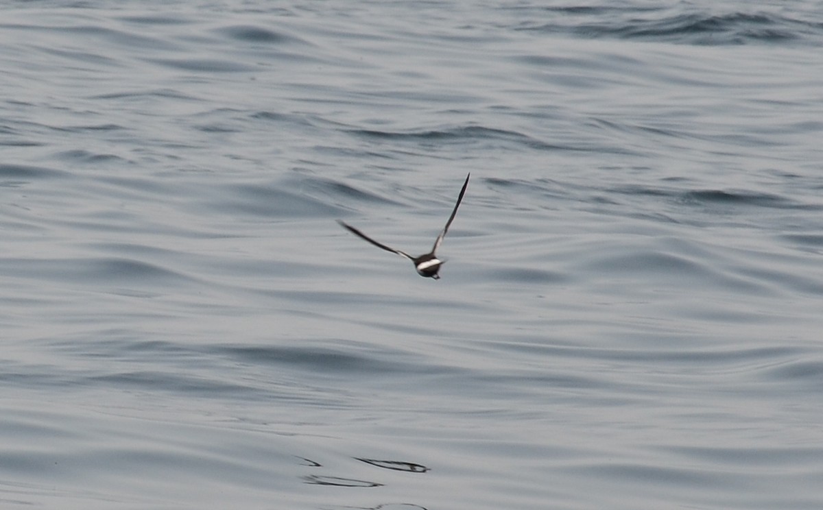 黃蹼洋海燕 - ML40759631