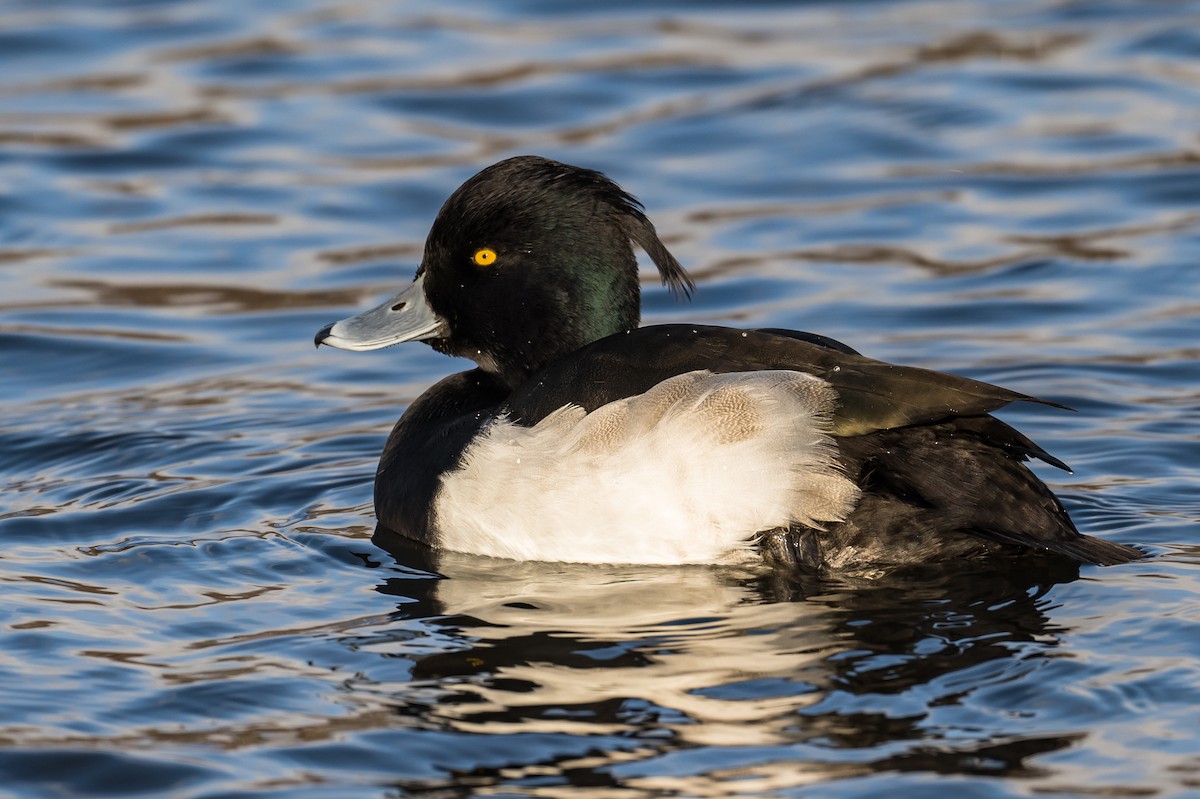 Tufted Duck - ML407599851