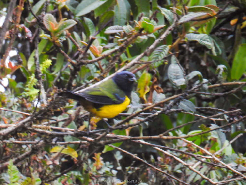 Black-chested Mountain Tanager - ML407600851