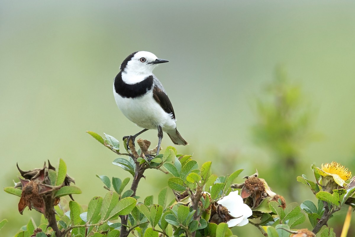 White-fronted Chat - David Irving