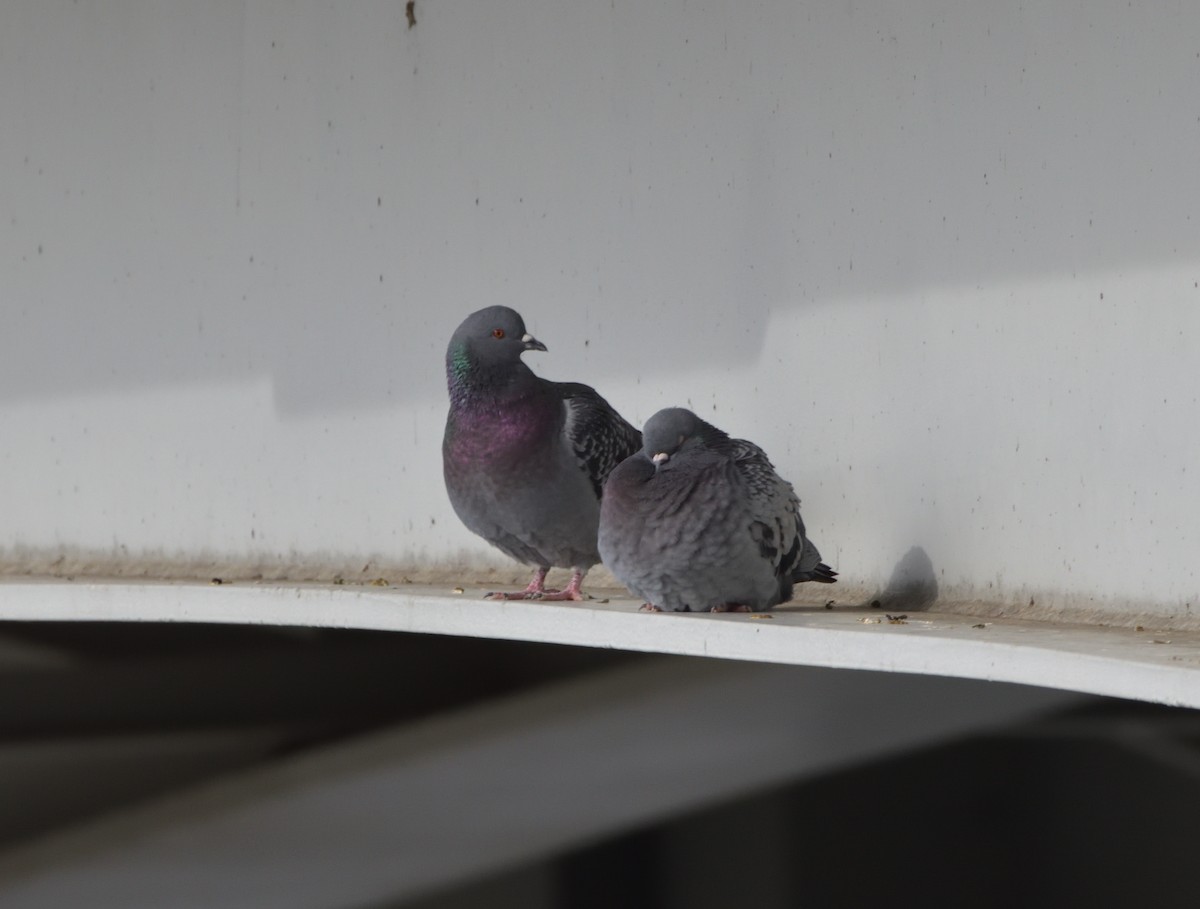Rock Pigeon (Feral Pigeon) - ML407603071