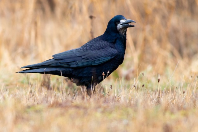 The Rooks (Corvus frugilegus) Information