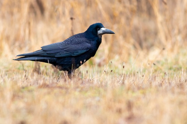 Rook - eBird