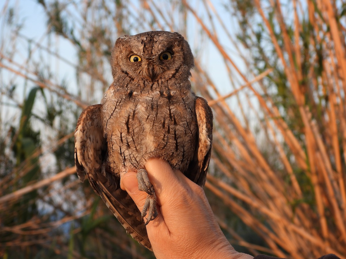 Eurasian Scops-Owl - Francesco Barberini