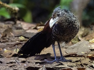  - Banded Ground-Cuckoo