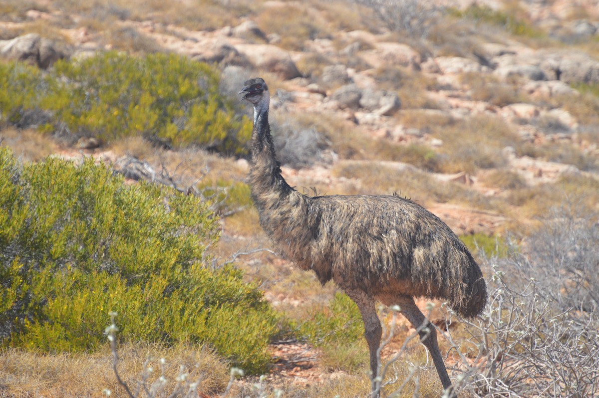 emu hnědý - ML40761581