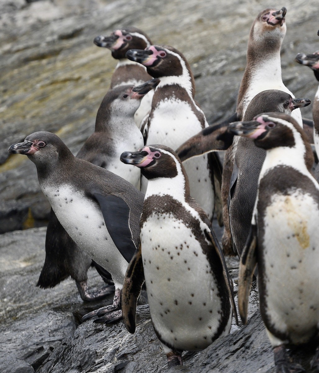 Humboldt Penguin - Win Ahrens