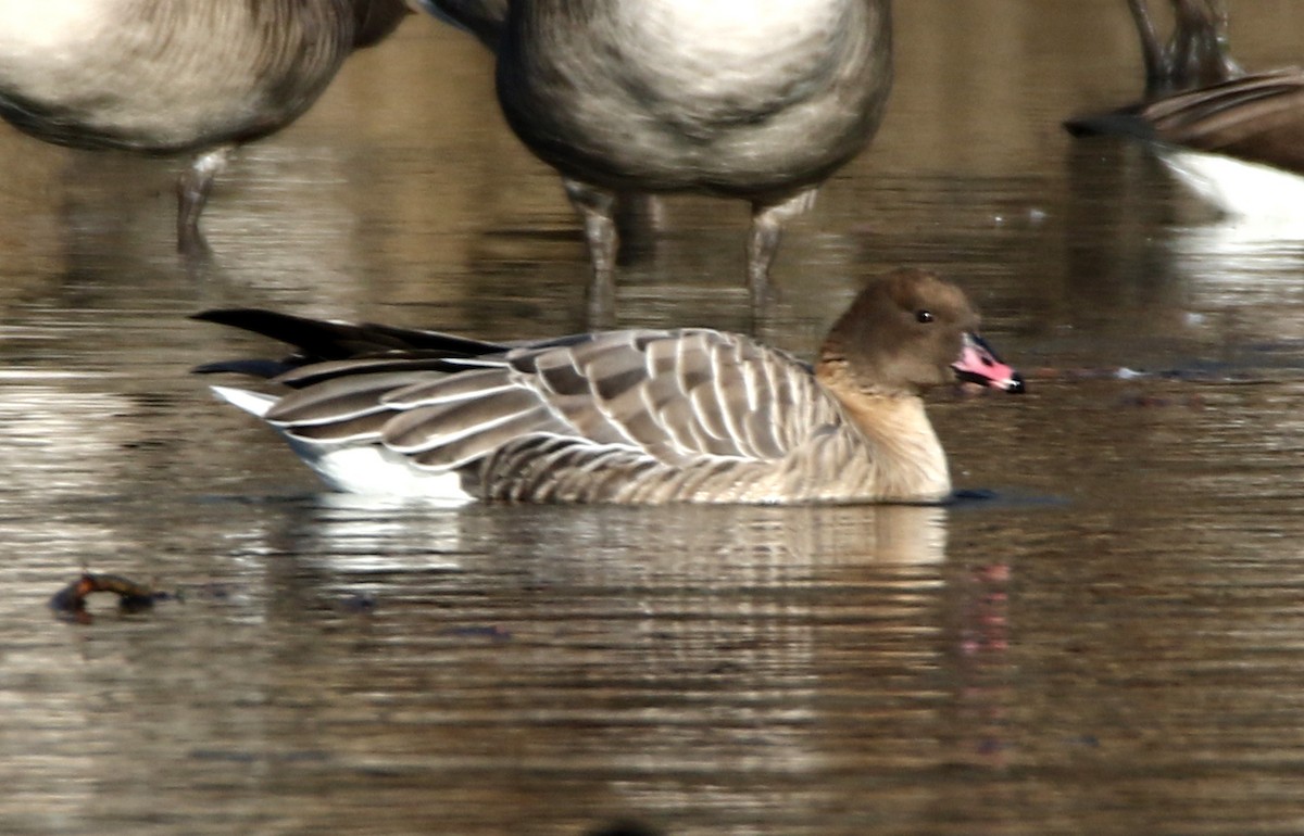 Pink-footed Goose - ML407628521