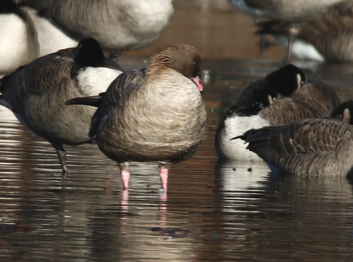 Pink-footed Goose - ML407628541