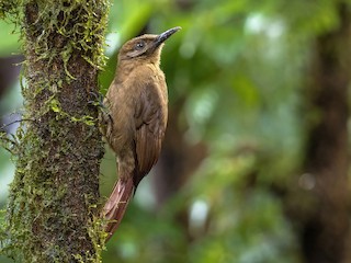  - Plain-brown Woodcreeper