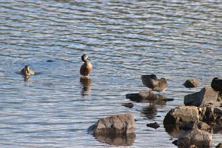 Blue-winged Teal, ML407634661