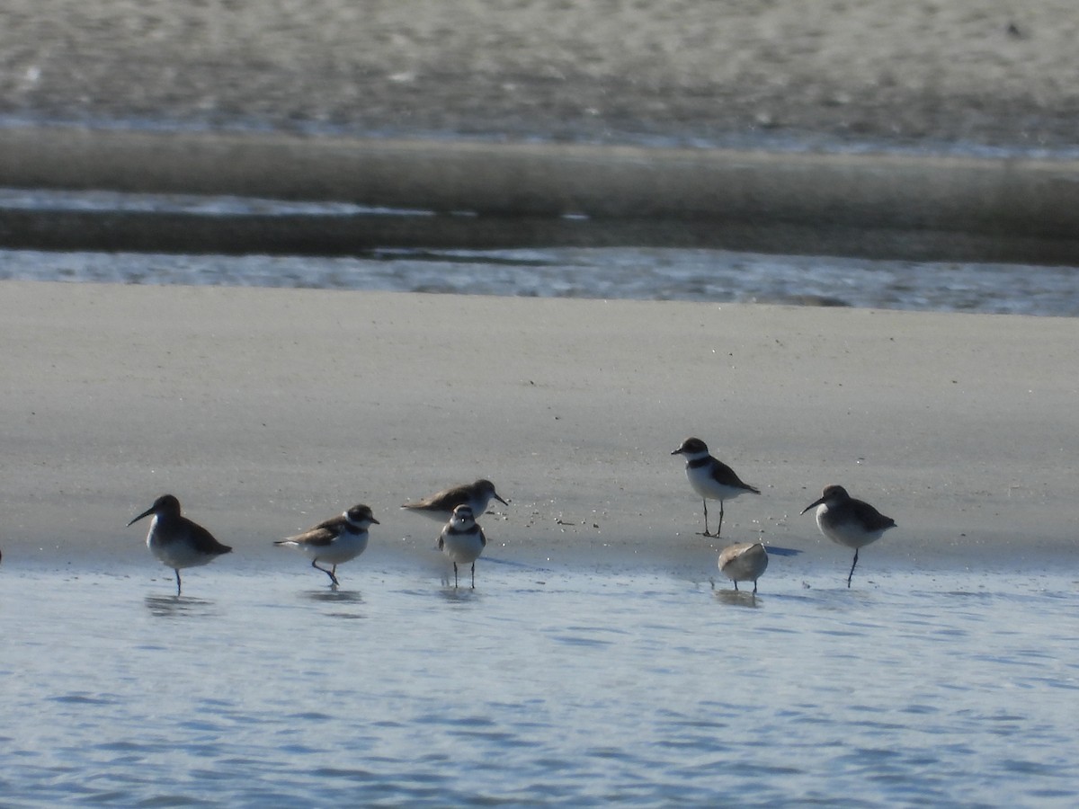 Semipalmated Plover - ML407651621