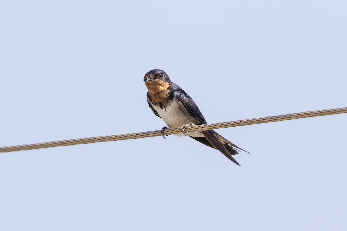 Red-chested Swallow - ML407664981