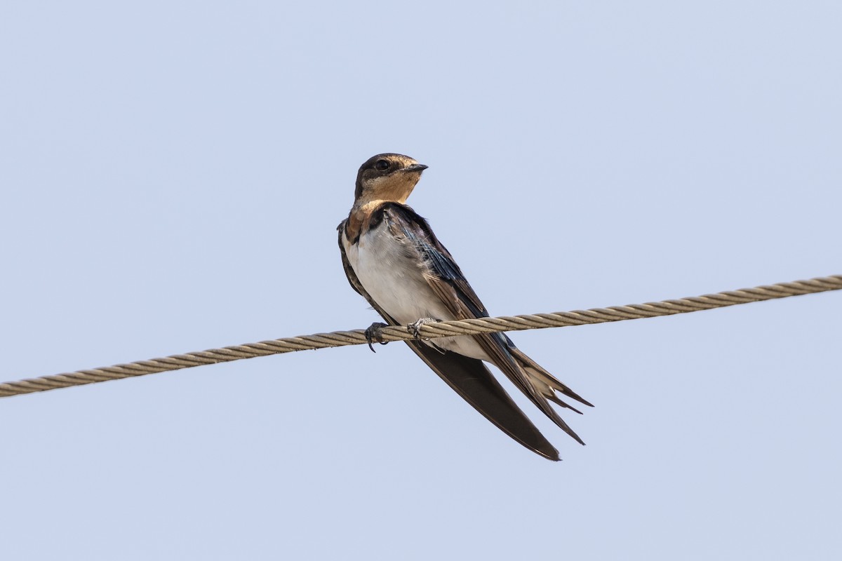 Red-chested Swallow - ML407665001