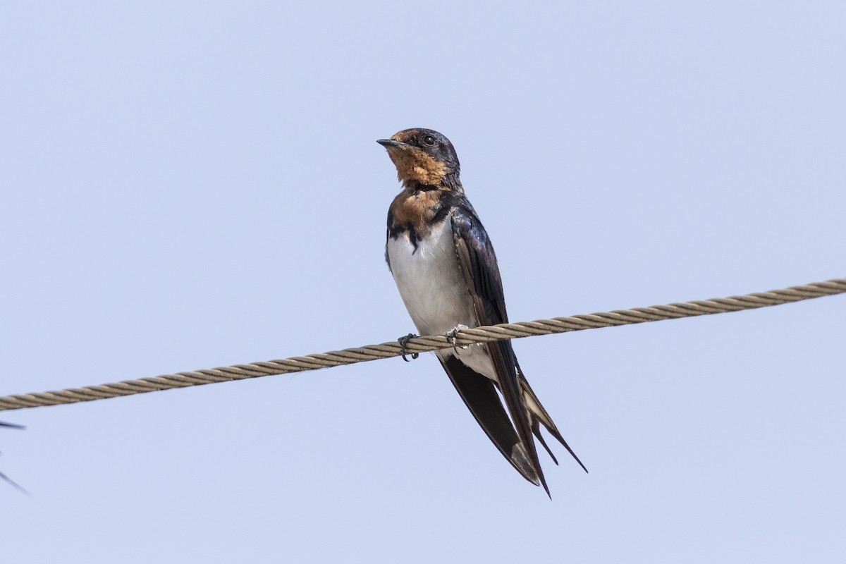 Red-chested Swallow - ML407665011