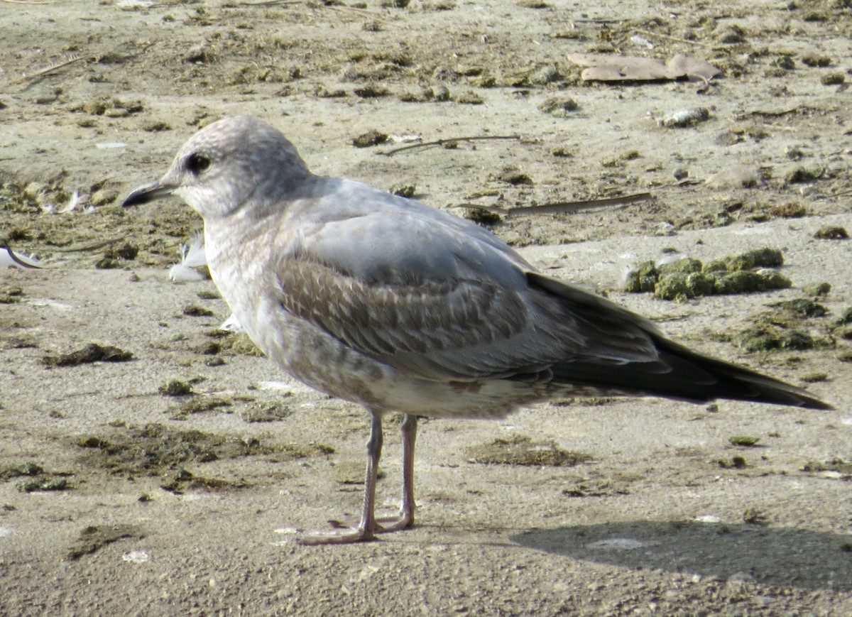 Short-billed Gull - Thomas Wurster