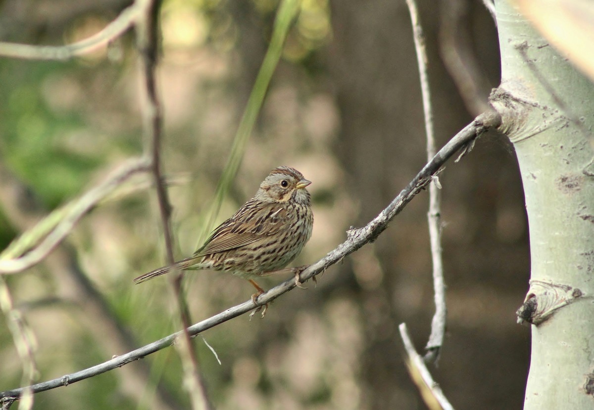 Lincoln's Sparrow - Jared Peck