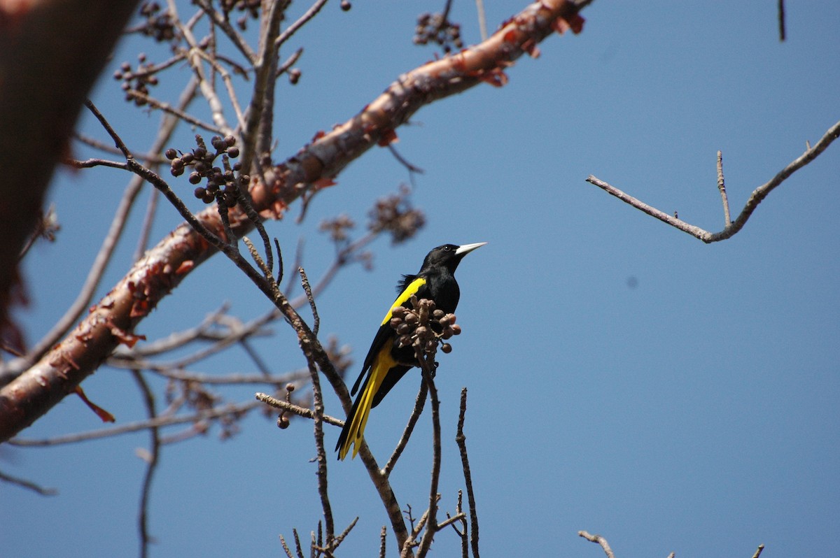 Yellow-winged Cacique - Philippe Bigué