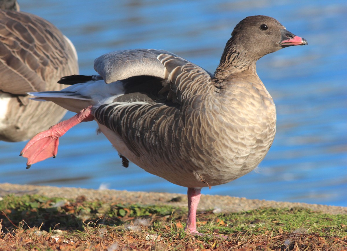 Pink-footed Goose - Shawn Billerman