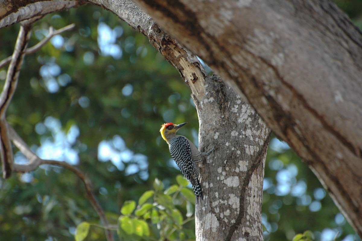 Golden-cheeked Woodpecker - Philippe Bigué
