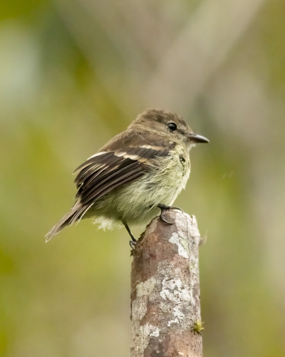 Olive-chested Flycatcher - ML407683501
