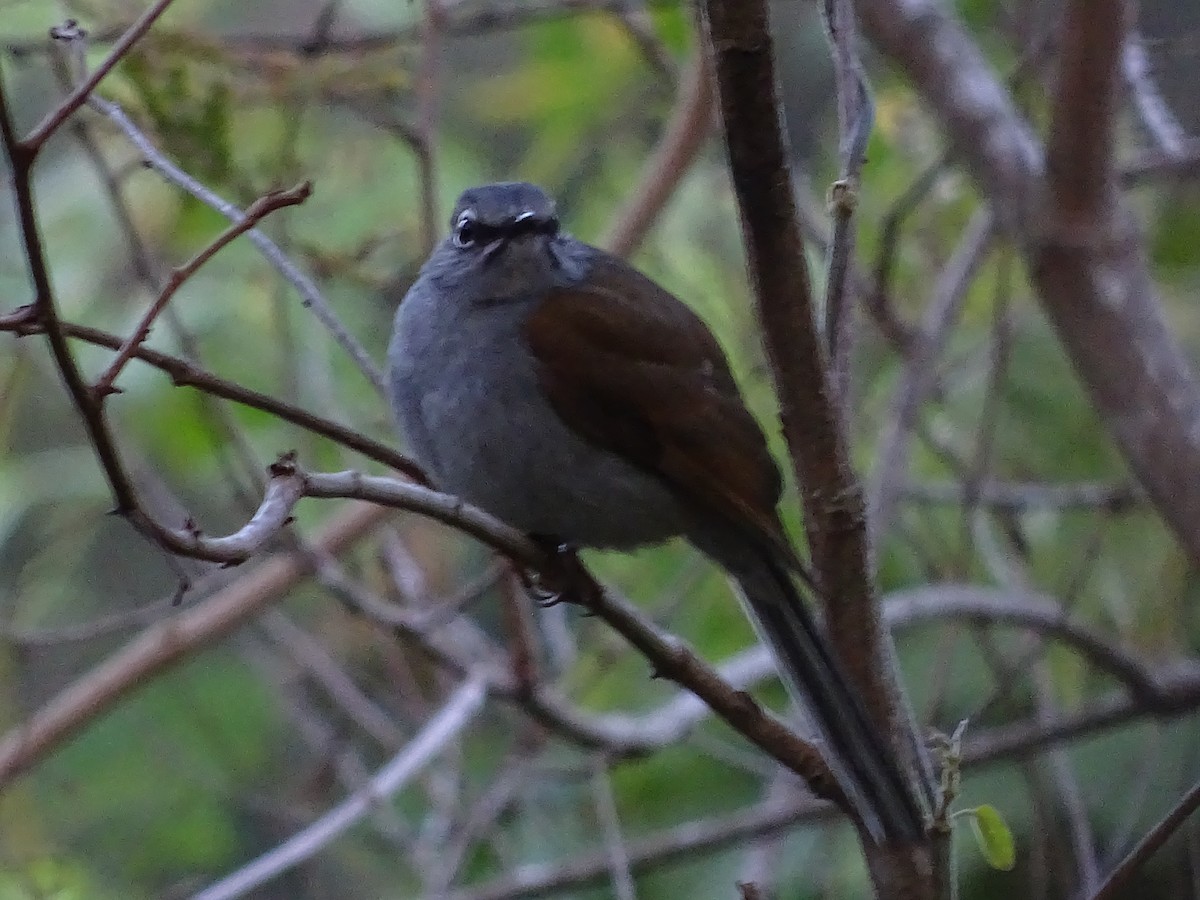 Brown-backed Solitaire - ML407685211