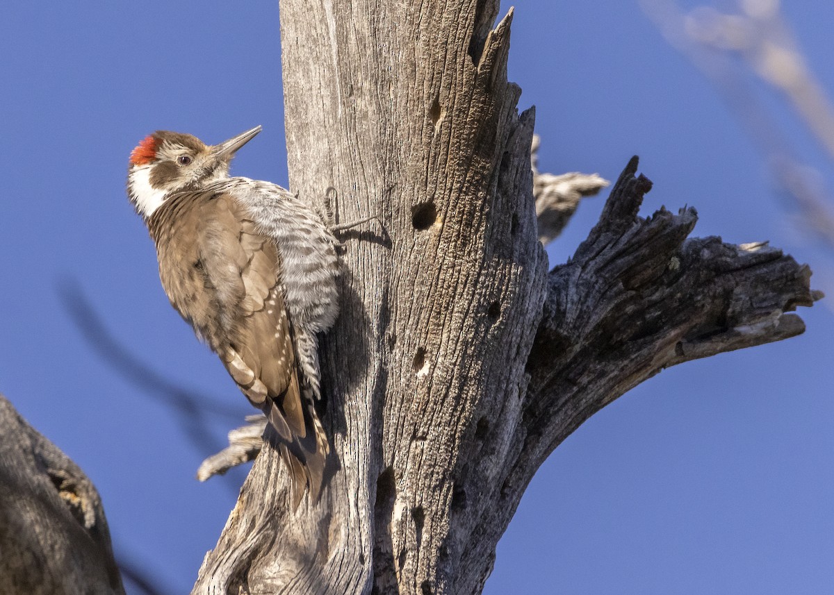 Arizona Woodpecker - Matthew Pendleton
