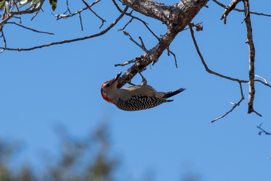 Red-bellied Woodpecker - ML407695991