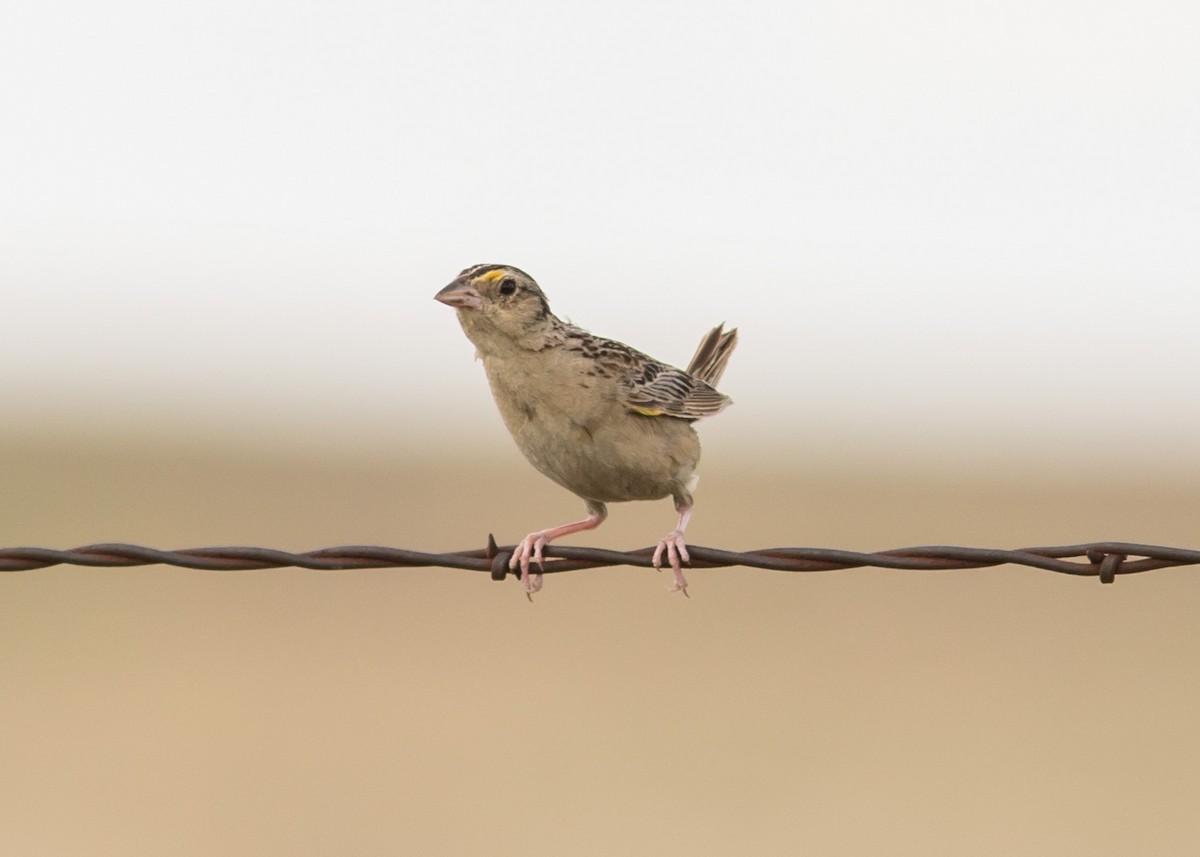 Grasshopper Sparrow - ML407698341