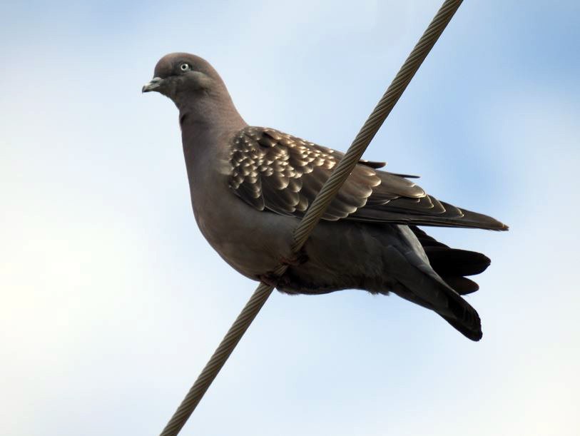Spot-winged Pigeon - Marcio Kerbage