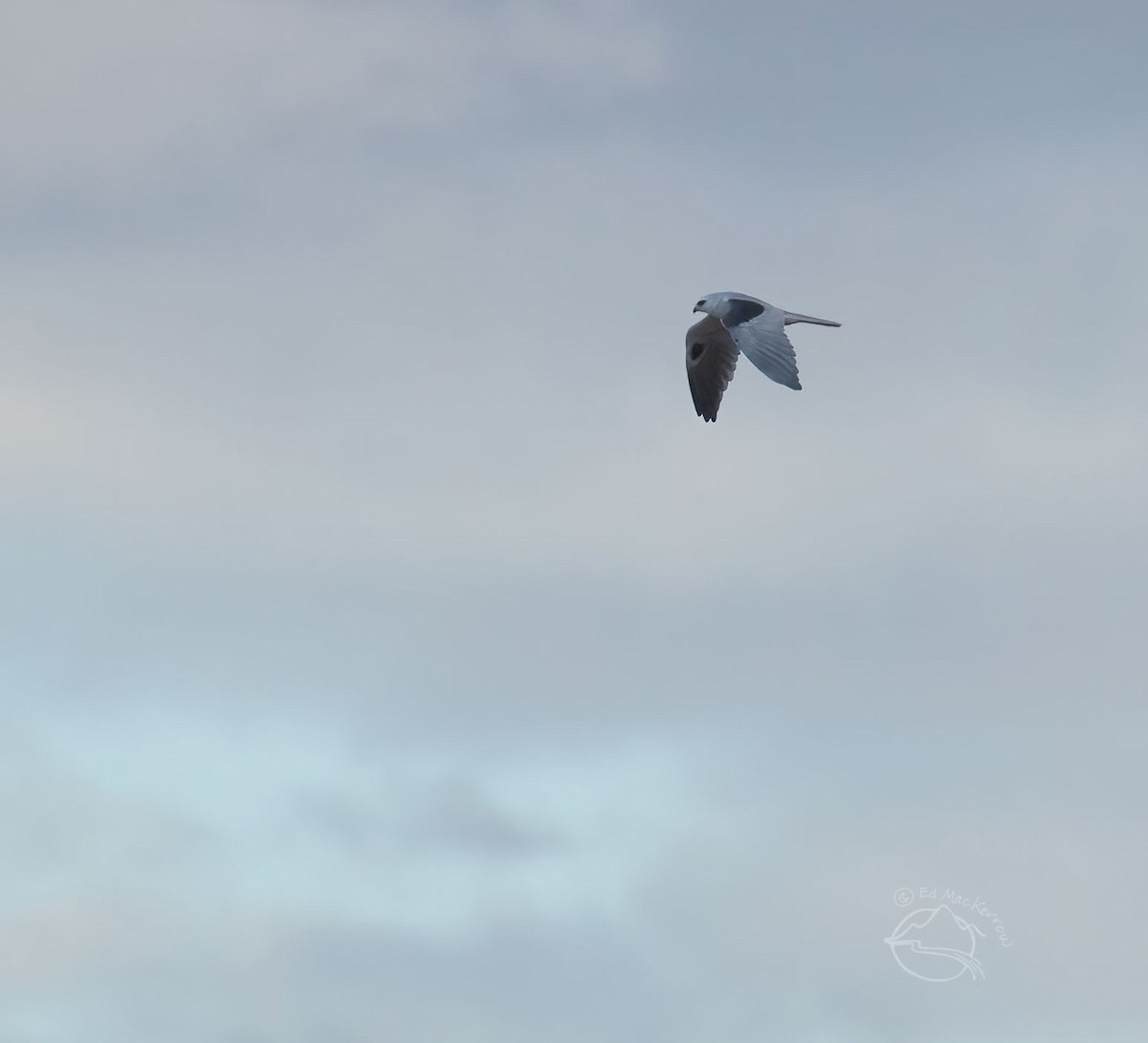 White-tailed Kite - ML407714801