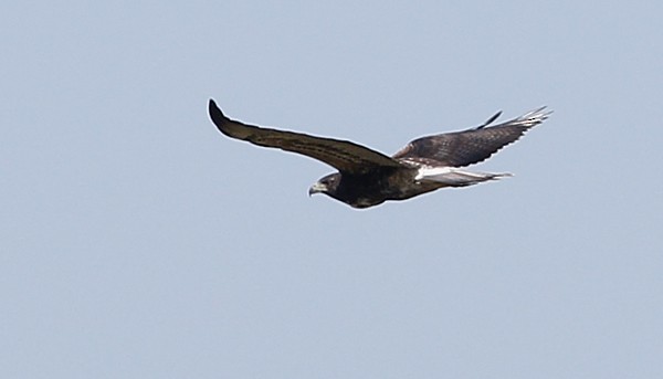 White-tailed Hawk - ML40772141