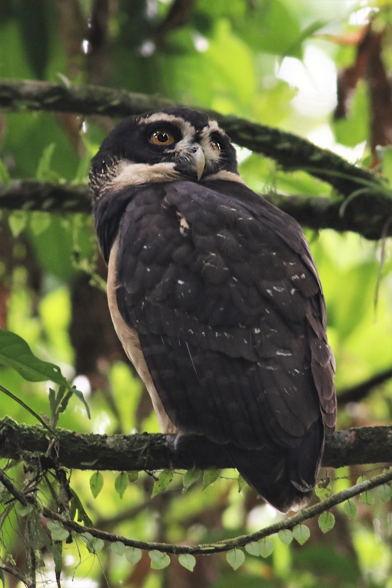Spectacled Owl - ML407722341