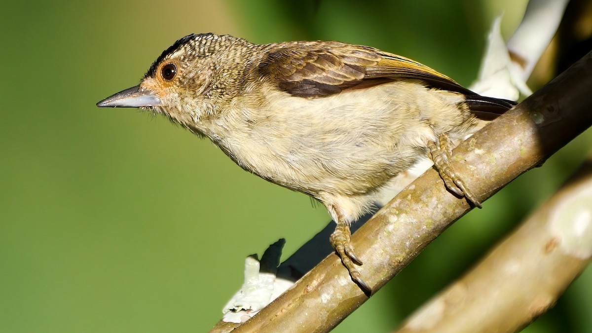 Plain-breasted Piculet - ML407722651