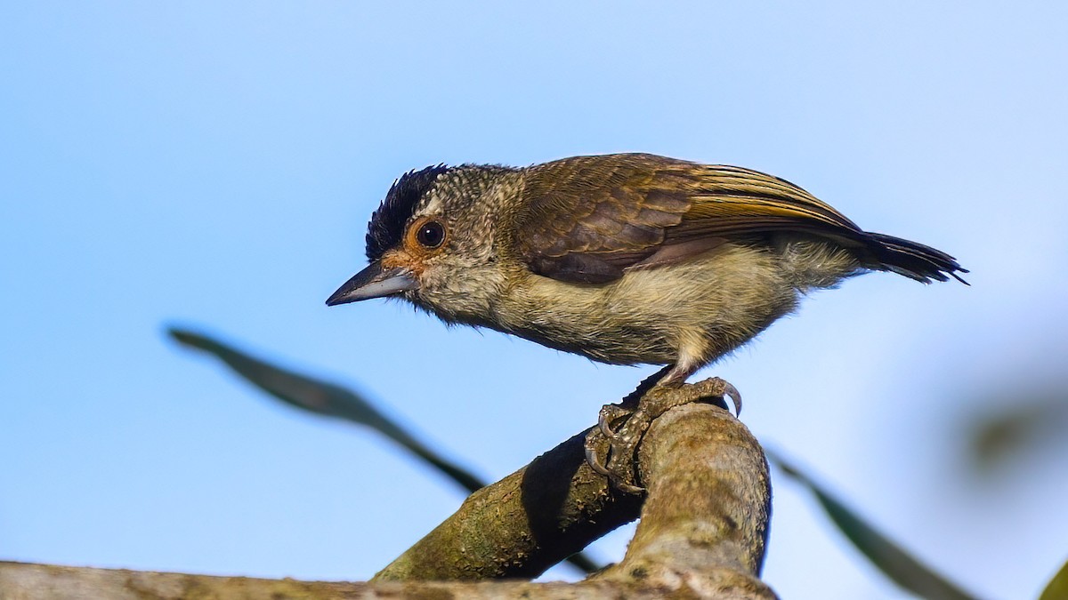 Plain-breasted Piculet - ML407722701